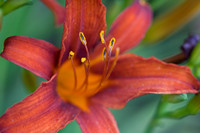 2007-07-06 Neighborhood Macro